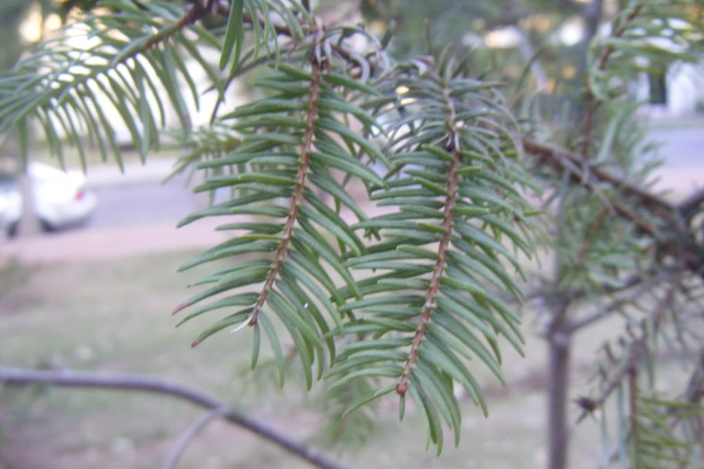 Dscf0533.jpg
