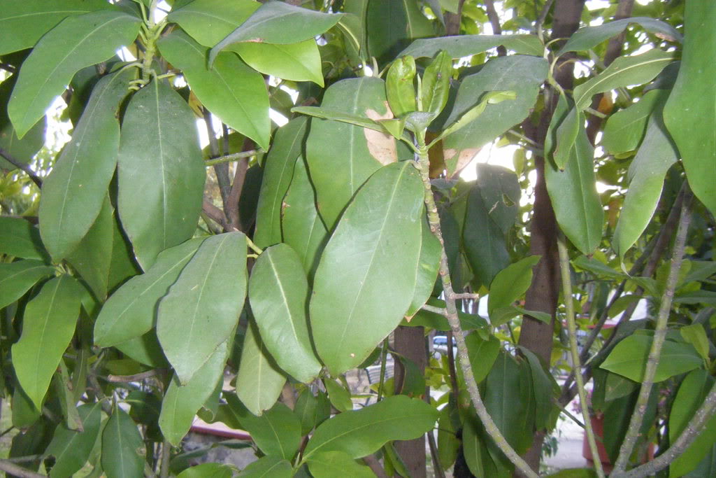 Dscf0539.jpg