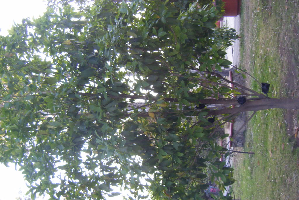Dscf0540.jpg