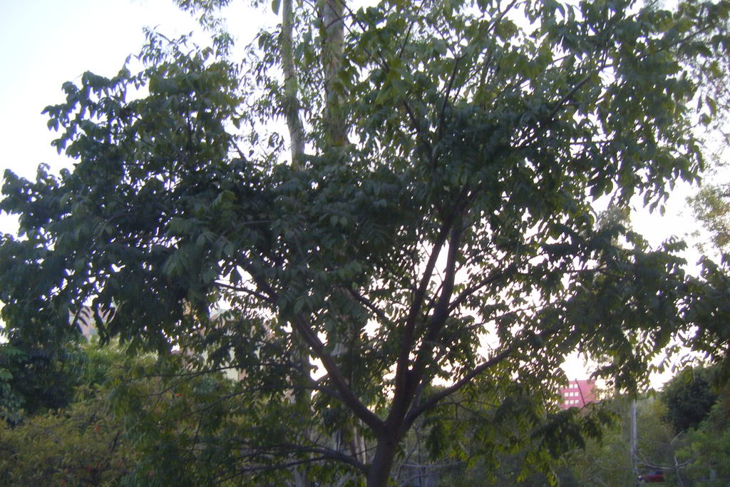 Dscf0554.jpg