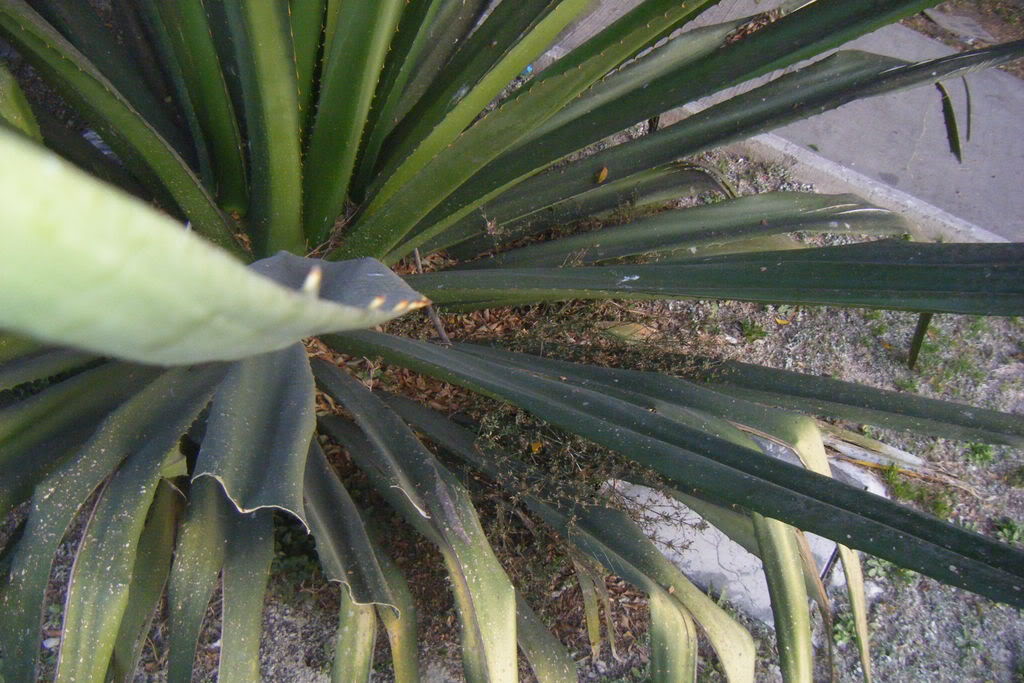 Dscf0571.jpg