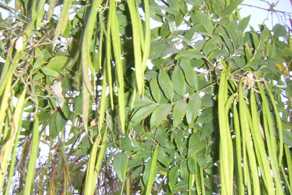 Dscf0580.jpg