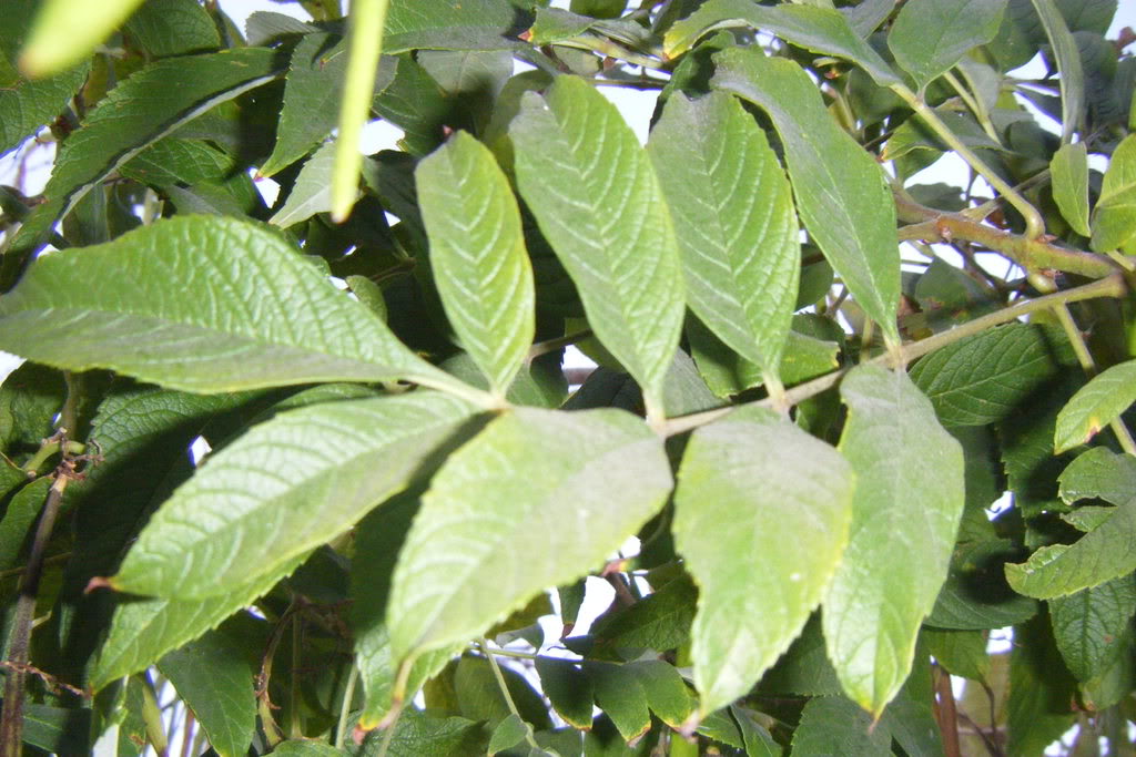 Dscf0581.jpg