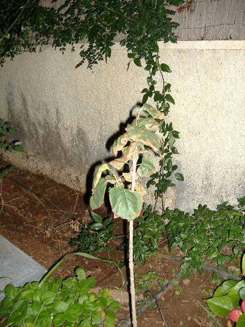DSCF0581.JPG