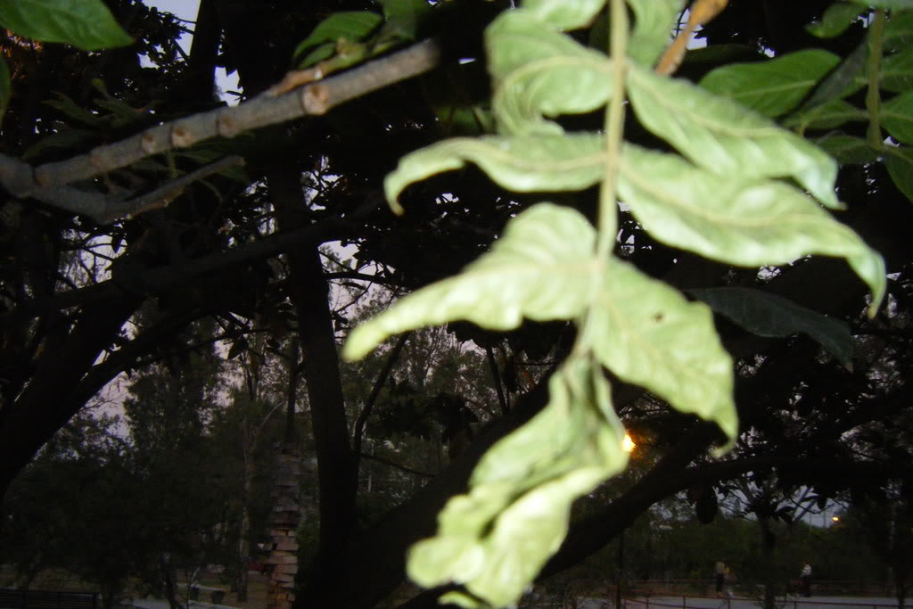 Dscf0586.jpg