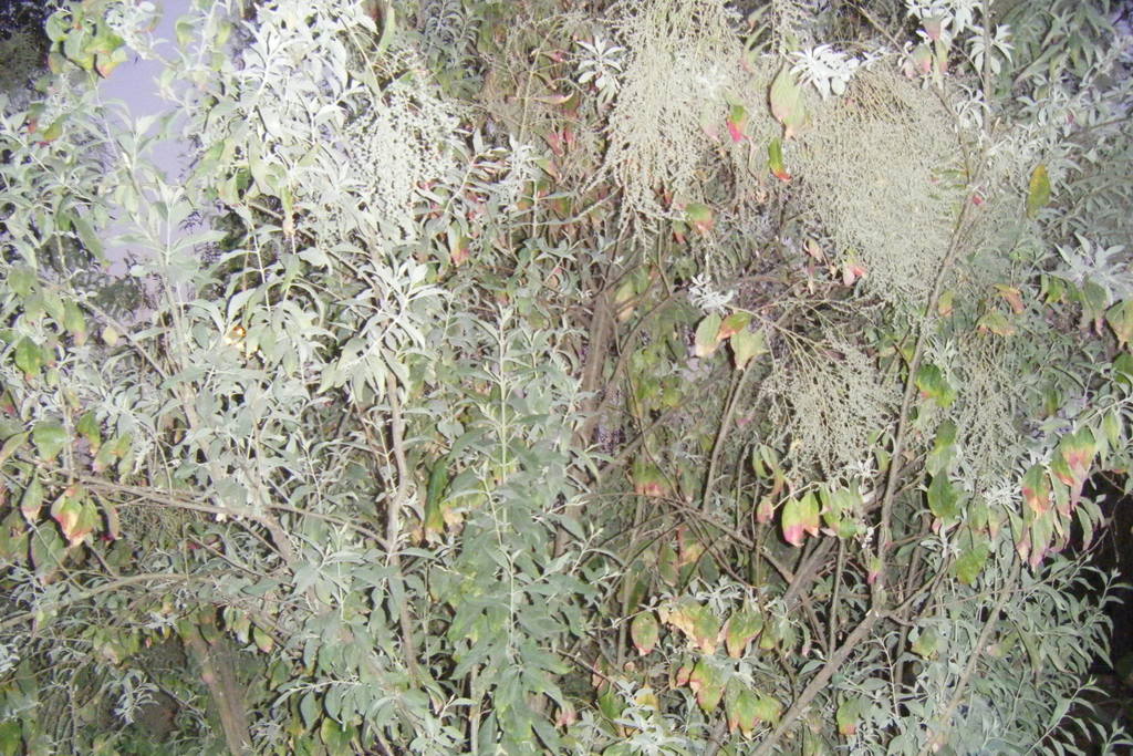 Dscf0588.jpg