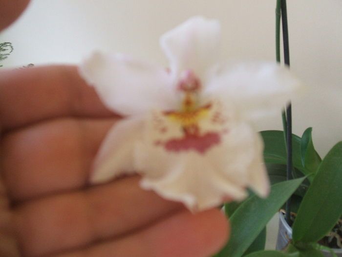 DSCF0610 Odontoglossum ·Crispum.JPG