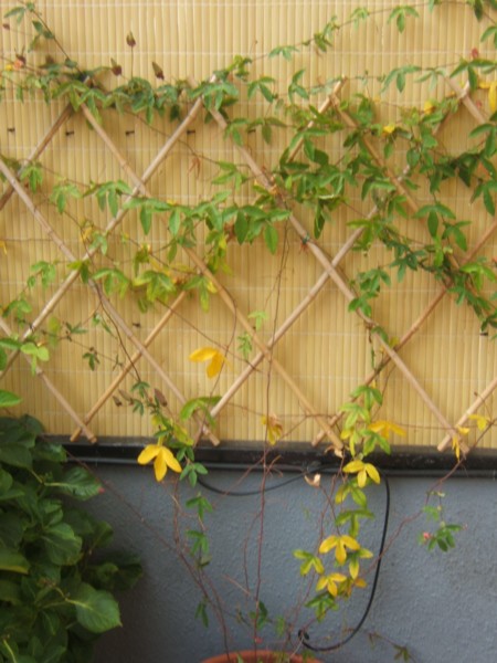 DSCF0614.JPG