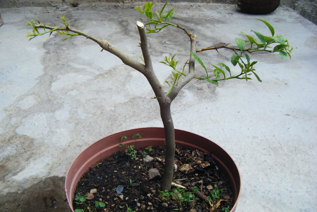 Dscf0623.jpg