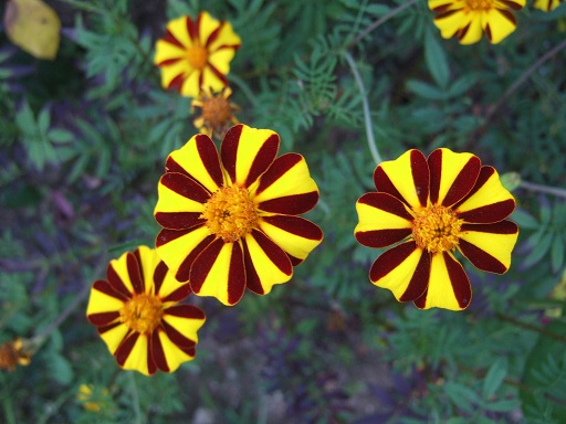 dscf0634.jpg