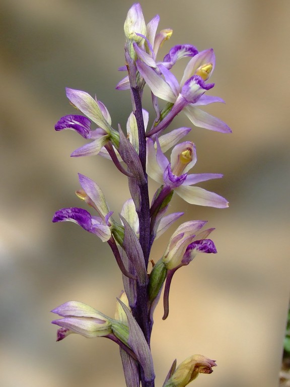 DSCF0647.jpg
