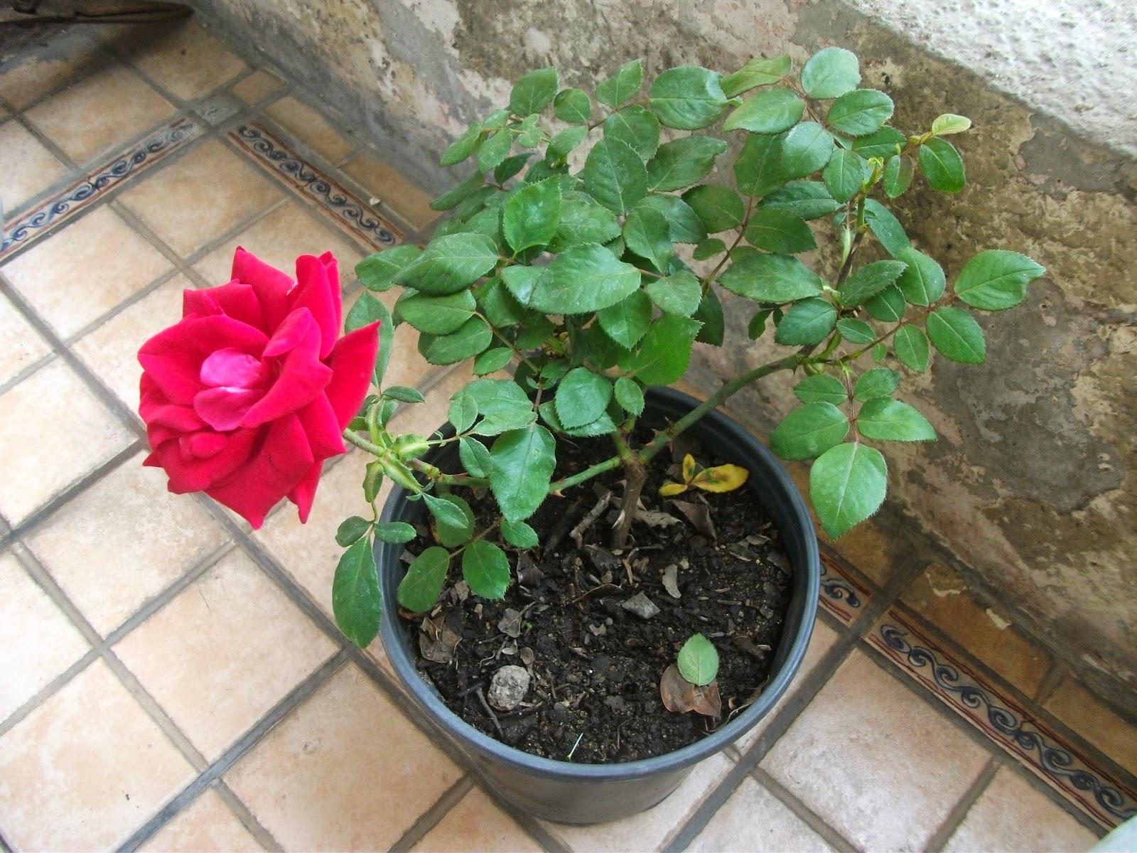 DSCF0666.JPG