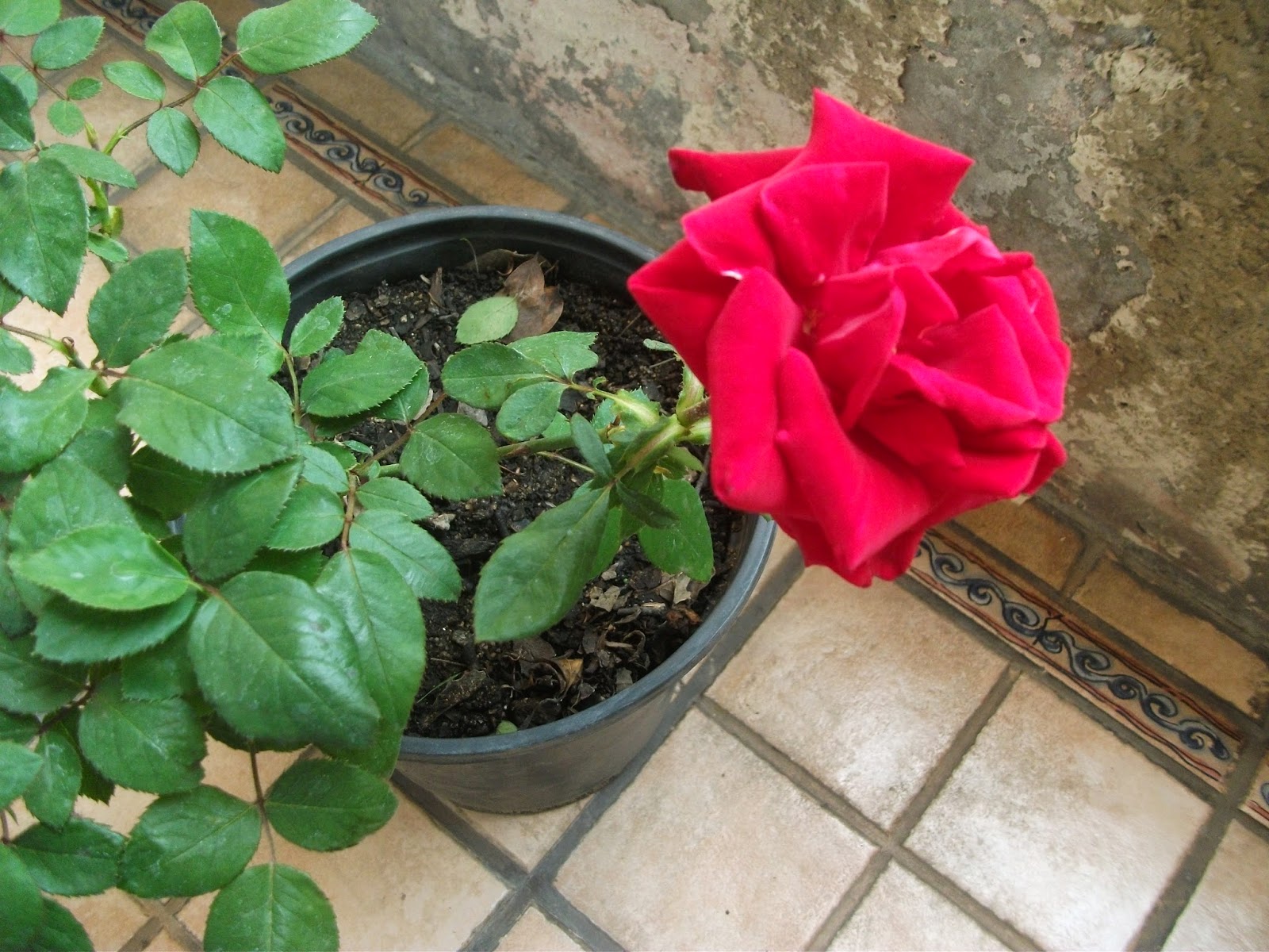 DSCF0667.JPG
