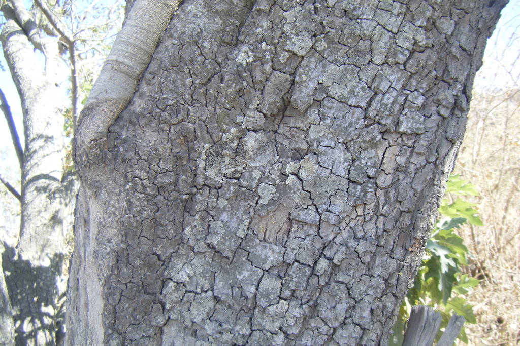 Dscf0677.jpg