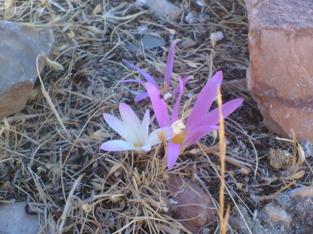DSCF0679.jpg