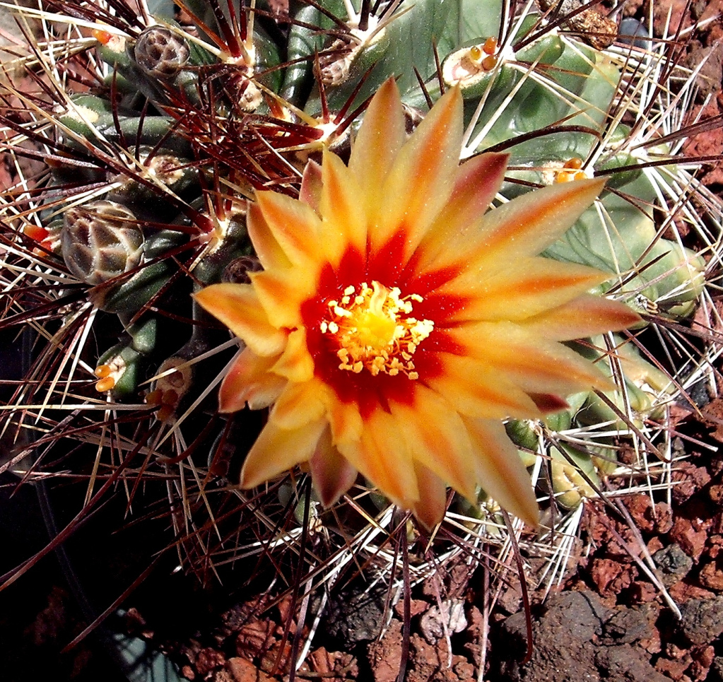 DSCF0688.jpg