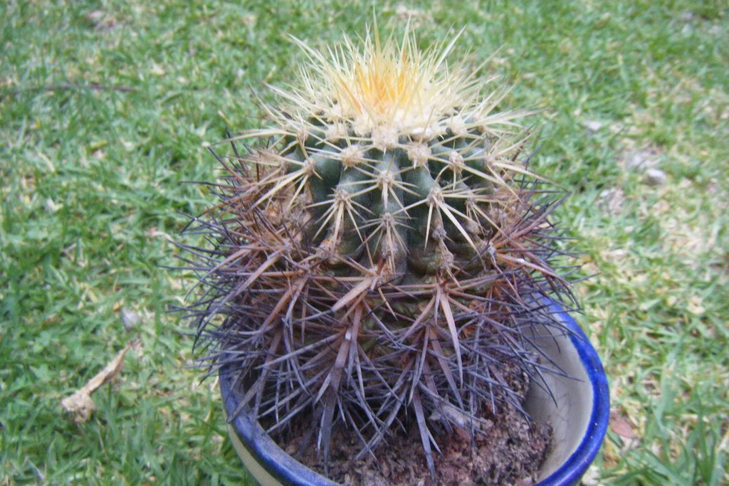 Dscf0713.jpg
