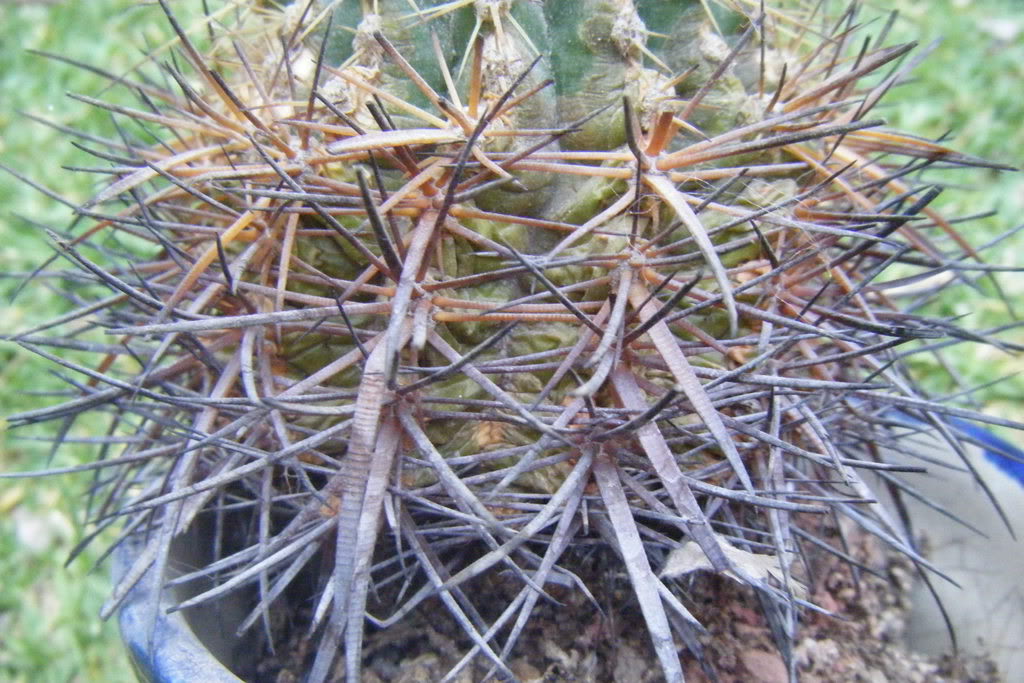 Dscf0715.jpg
