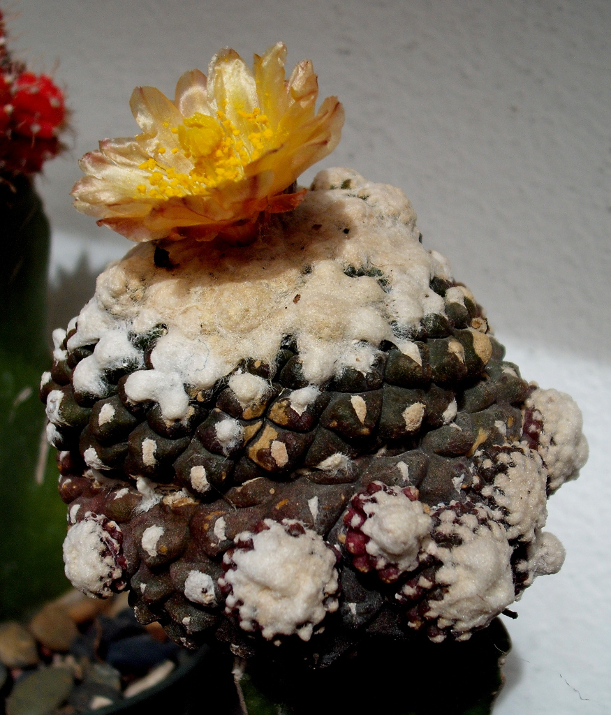 DSCF0718.jpg