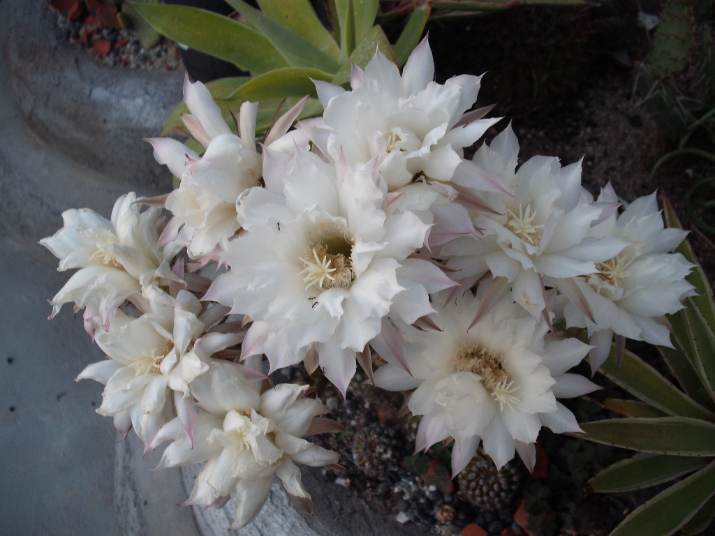 DSCF0761.jpg