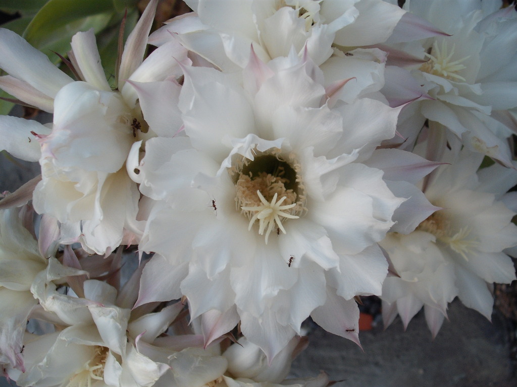 DSCF0762.jpg