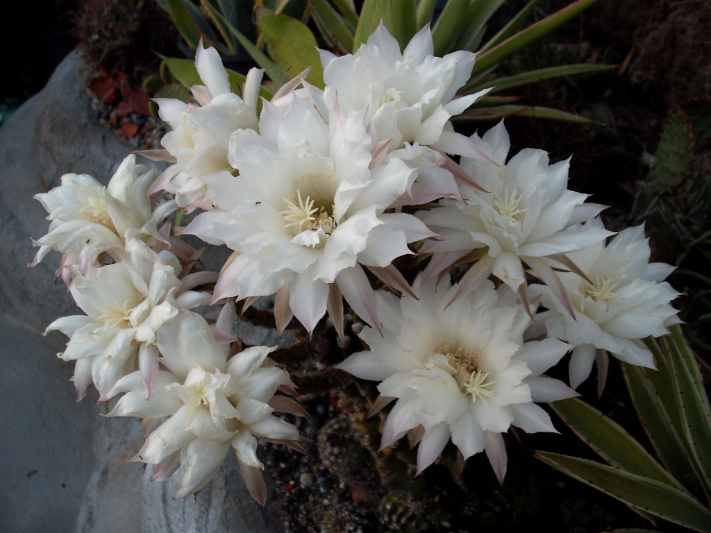 DSCF0763.jpg