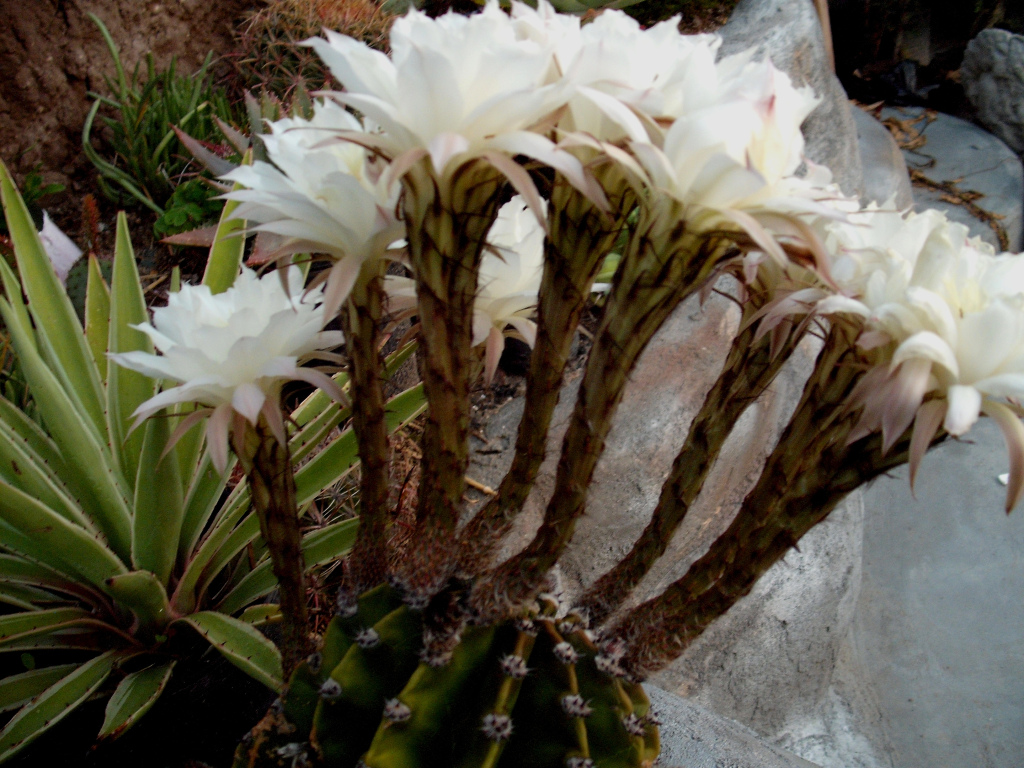 DSCF0764.jpg