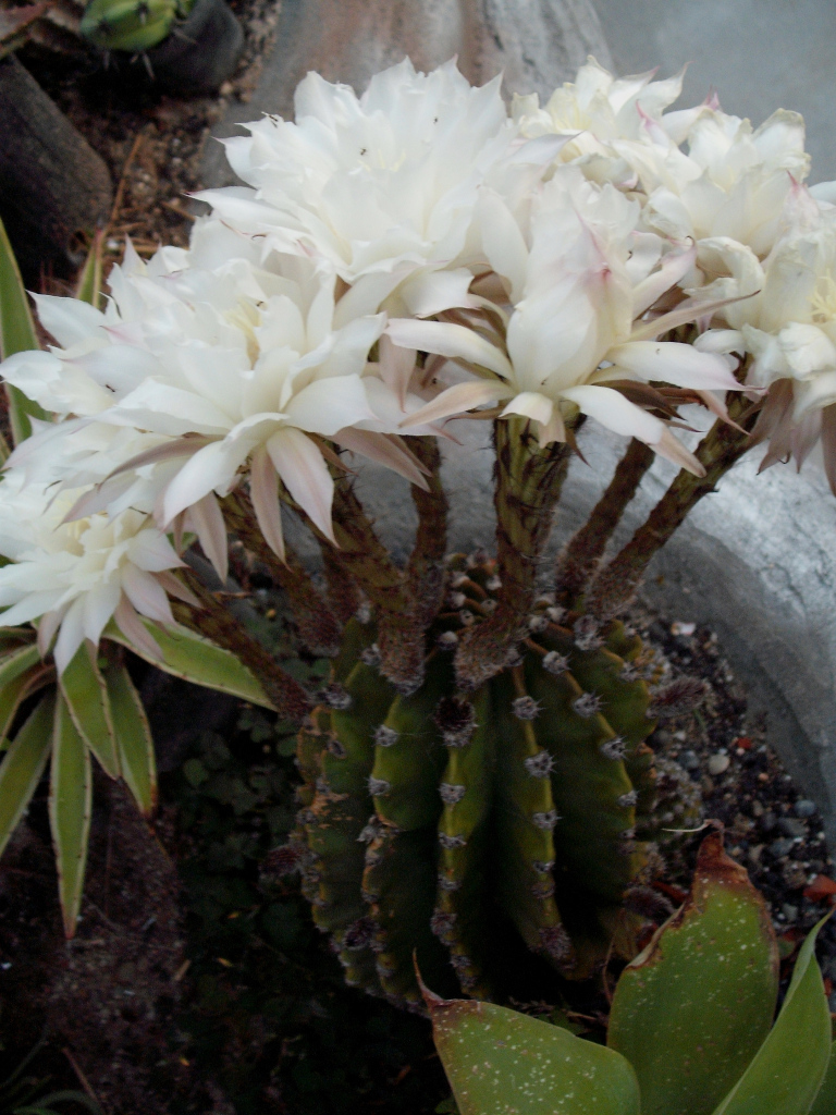 DSCF0765.jpg