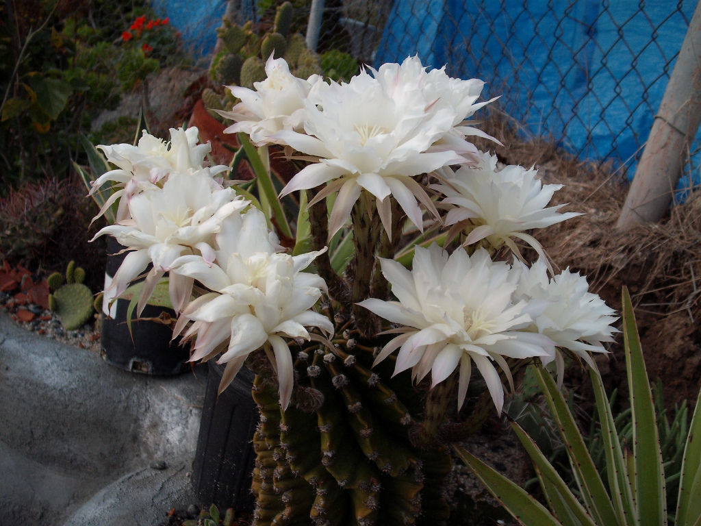 DSCF0767.jpg