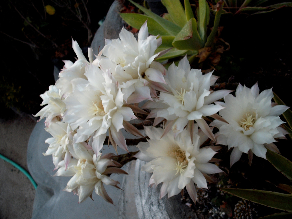 DSCF0769.jpg