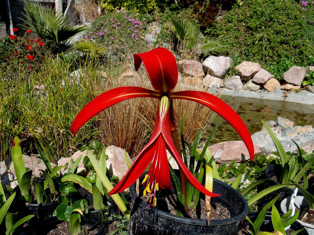 DSCF0778.jpg