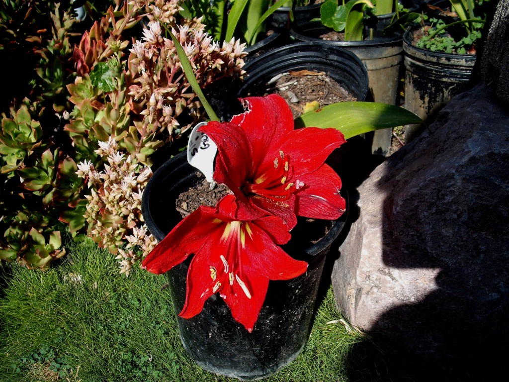 DSCF0779.jpg