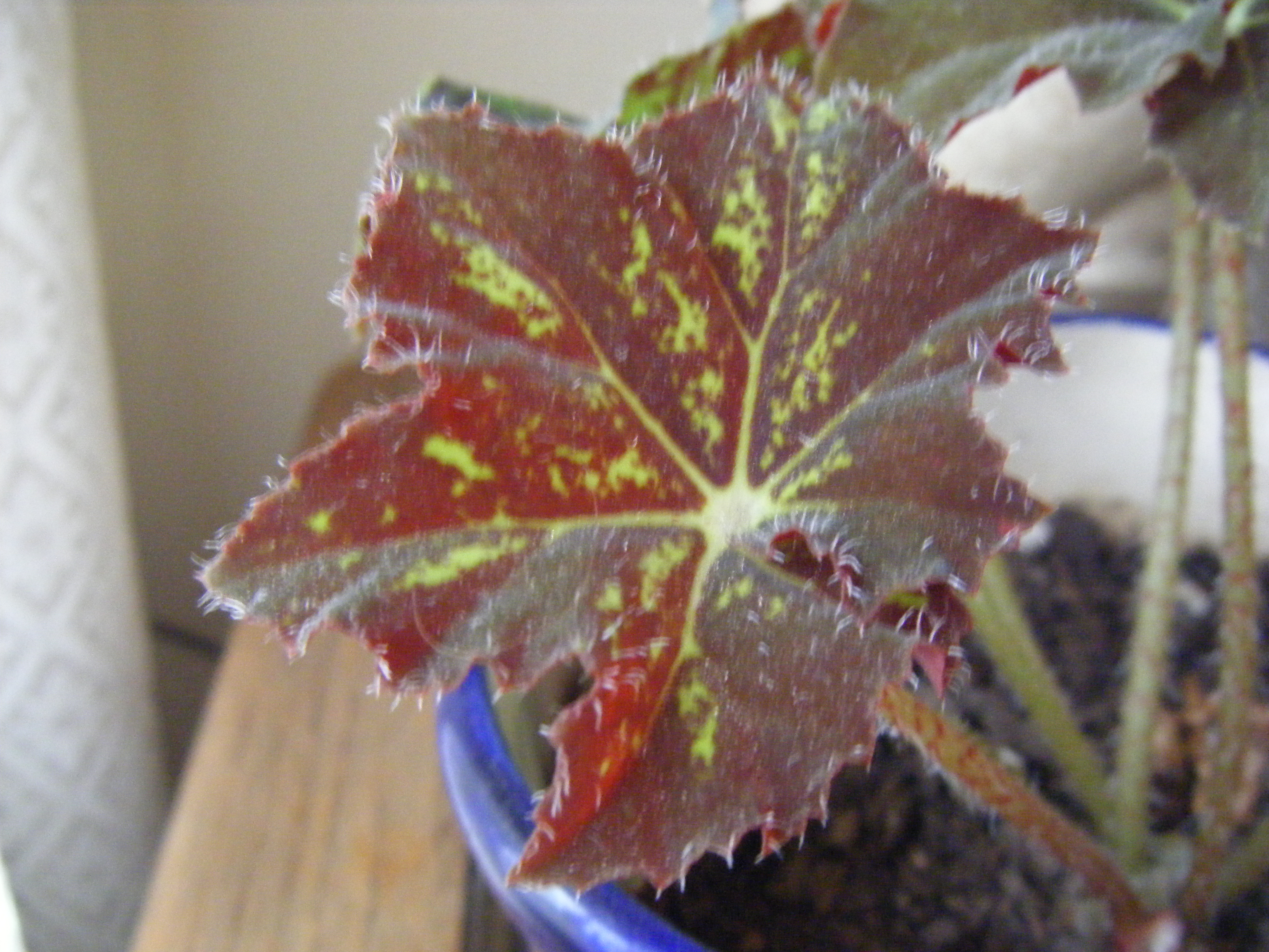 Dscf0801.jpg