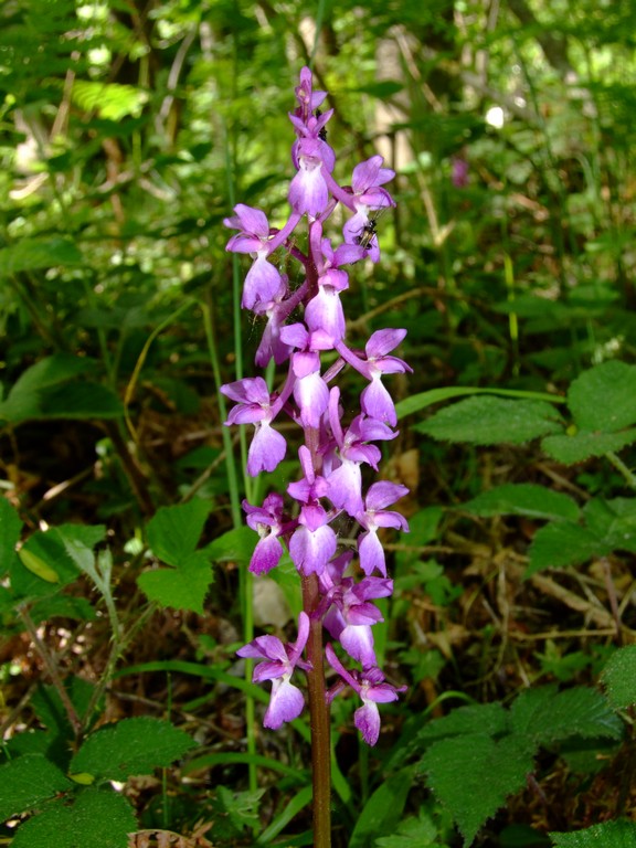 DSCF0819.jpg