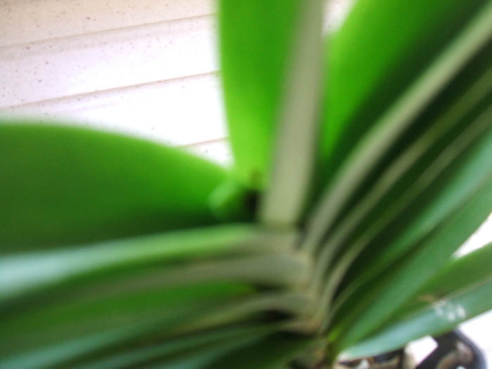 DSCF0833.JPG