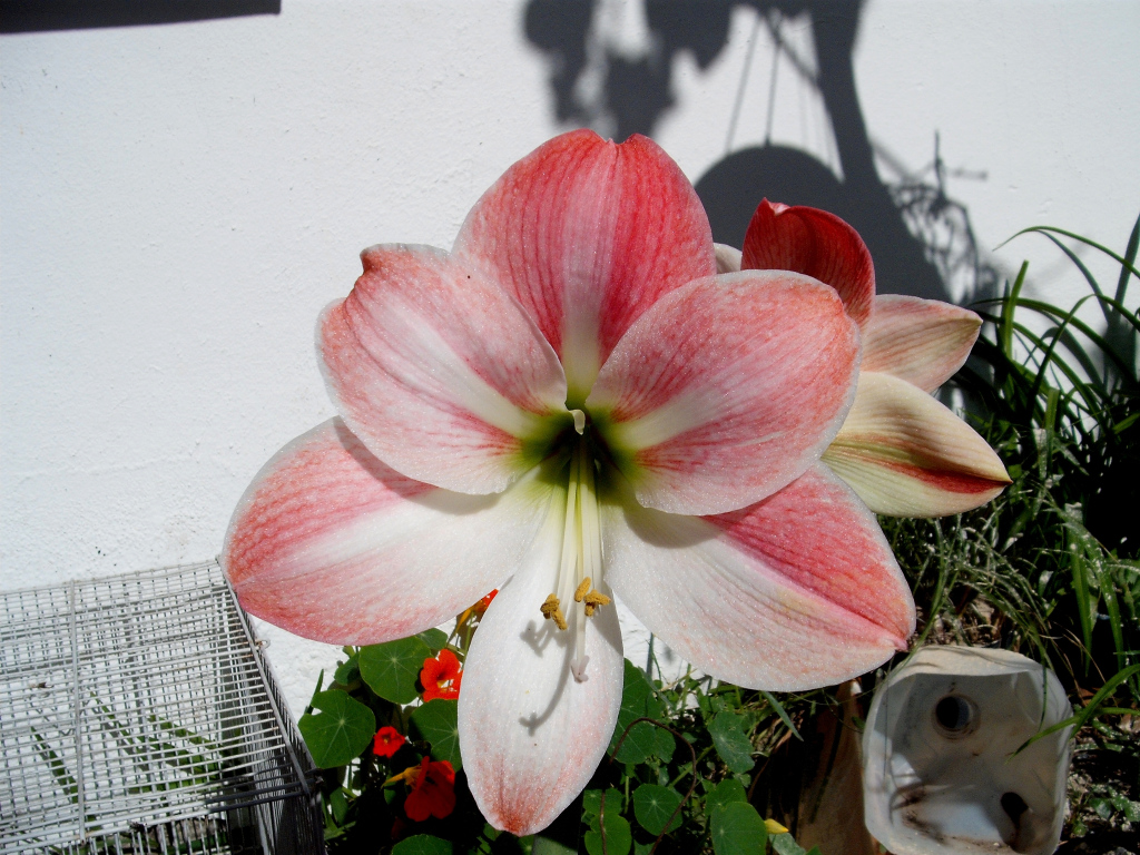 DSCF0866.jpg