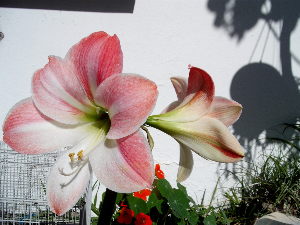 DSCF0868.jpg