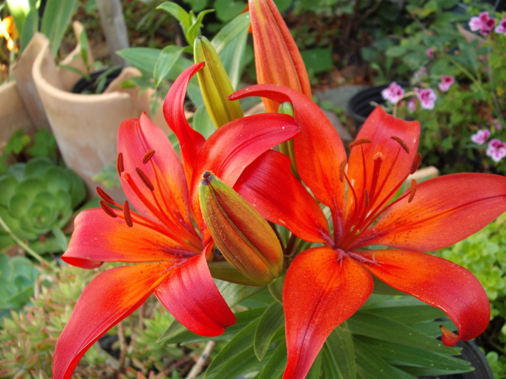 DSCF0869.jpg