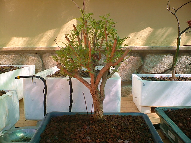 DSCF0871.JPG
