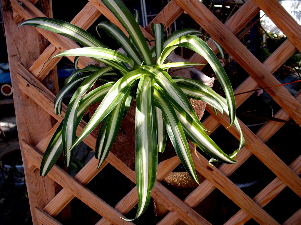 DSCF0872.jpg