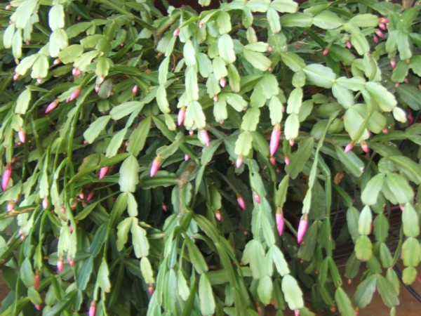 DSCF0875.JPG