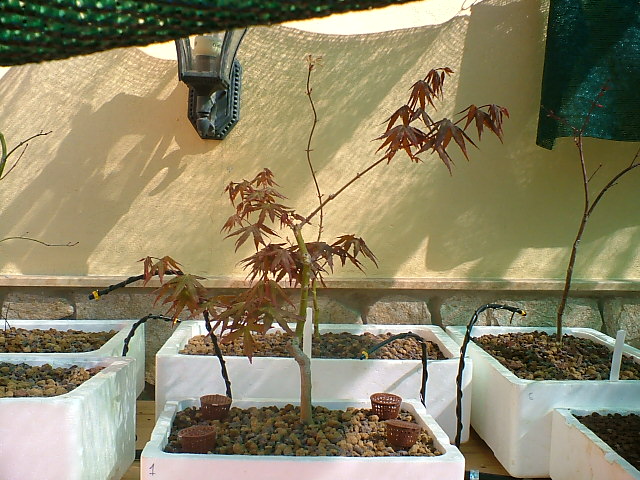 DSCF0875.JPG