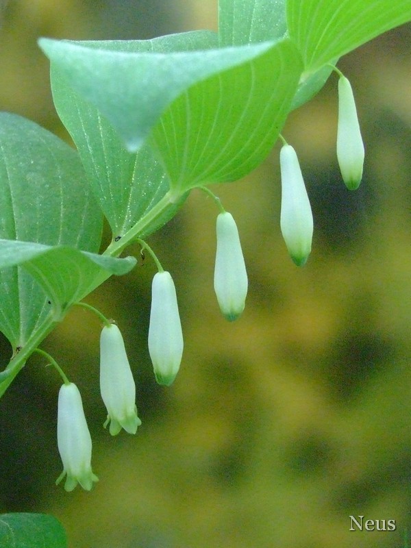 DSCF0890.jpg