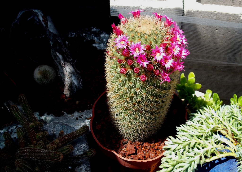 DSCF0913.jpg