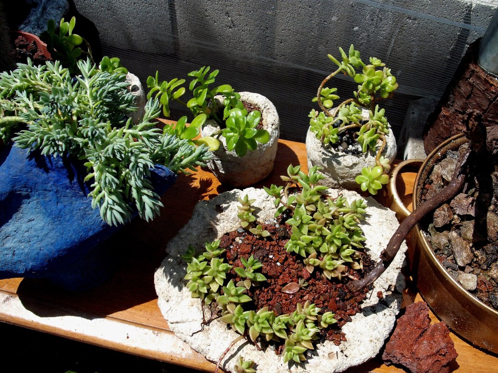 DSCF0914.jpg