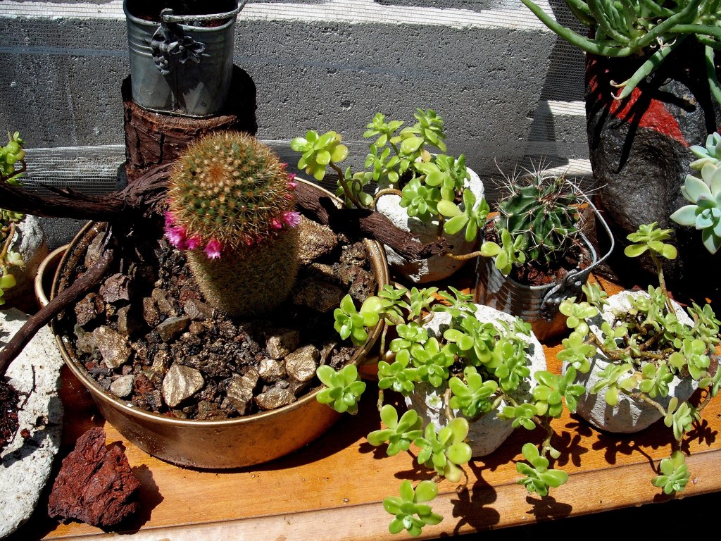 DSCF0915.jpg