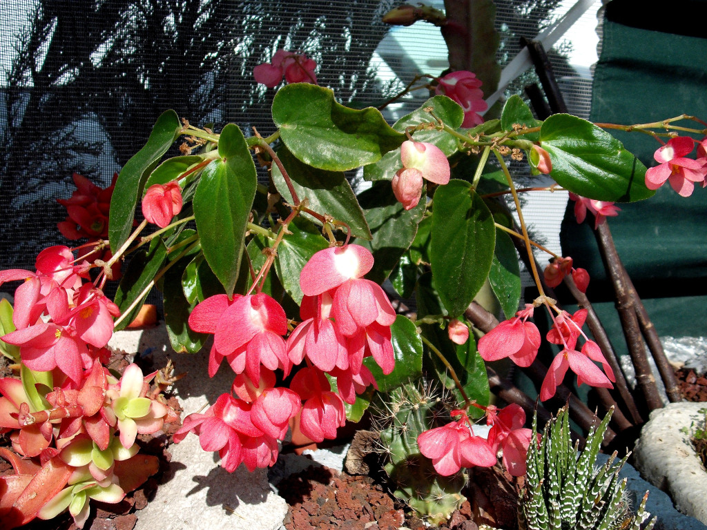 DSCF0938.jpg