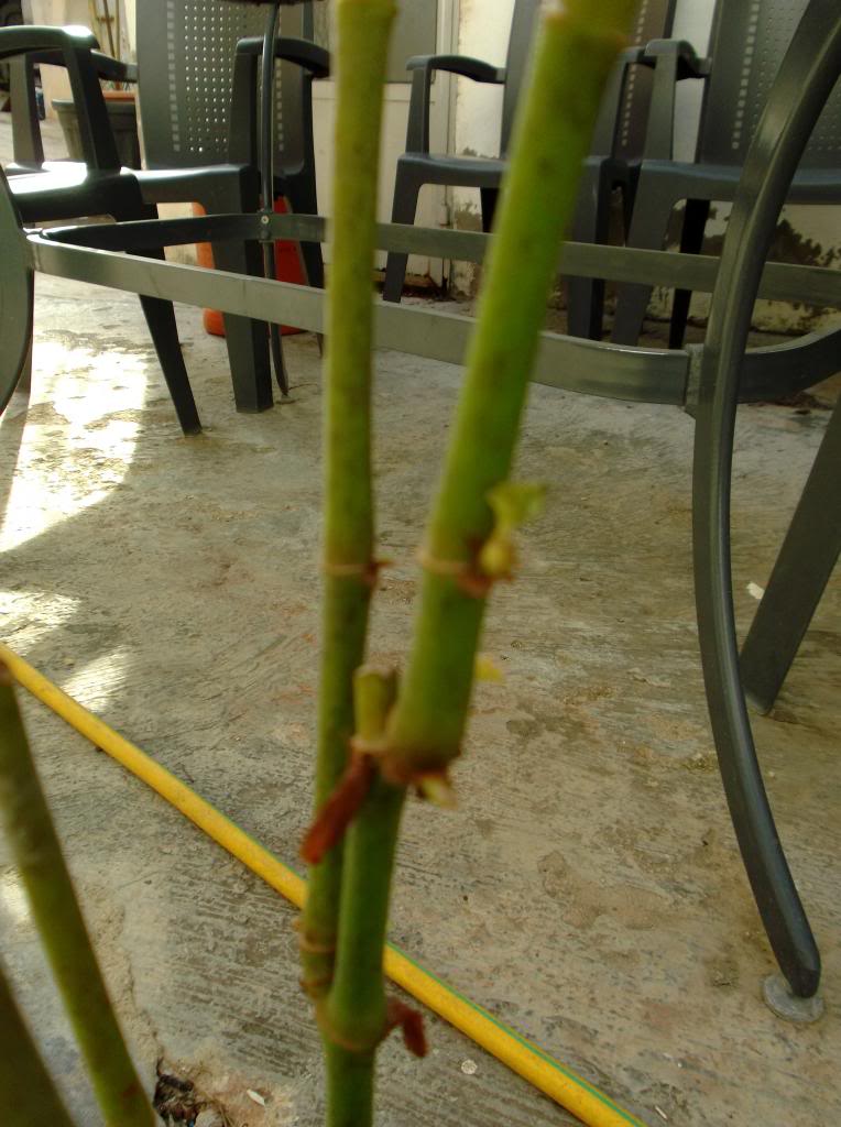 DSCF0944_zps3a84dbba.jpg