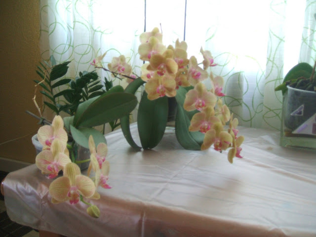 DSCF0948.JPG