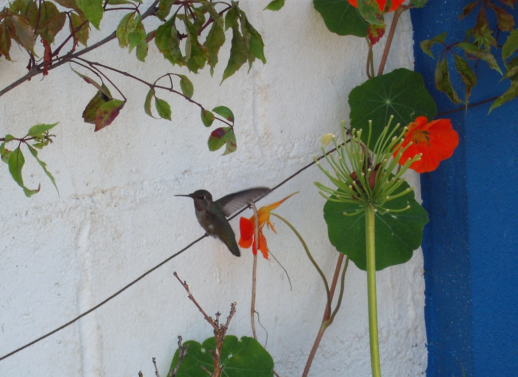 DSCF0951.jpg